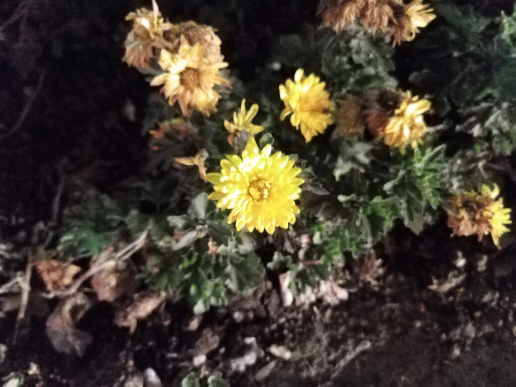 گوشی هواوی Y9a
