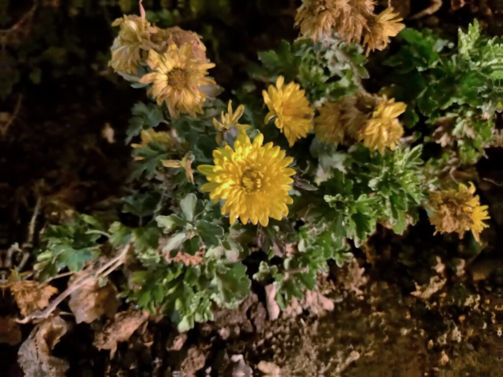 گوشی هواوی Y9a